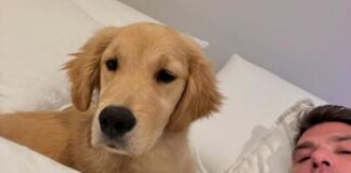 Giornata del cane, Vip italiani tutti pazzi per i quattrozampe
