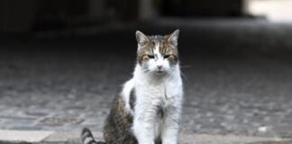 Giornata internazionale del gatto, cos’è e perché si celebra l’8 agosto