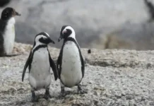 Addio a Sphen, il pinguino gay dello zoo di Sydney icona dei diritti omosessuali. Il “compagno” Magic ha pianto insieme agli altri pinguini I pinguini Sphen e Magic (Foto di Pam Ivey su Unsplash)