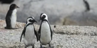 Addio a Sphen, il pinguino gay dello zoo di Sydney icona dei diritti omosessuali. Il “compagno” Magic ha pianto insieme agli altri pinguini I pinguini Sphen e Magic (Foto di Pam Ivey su Unsplash)