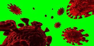 India, è allarme virus Chandipura: “Colpisce il cervello dei bimbi”. Studio coordinato da Francesco Branda: i rischi