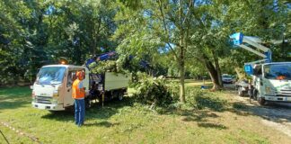 Maltempo a Vicenza, due giorni di interventi di Amcps per rimuovere piante e rami divelti dal vento Amcps interventi maltempo