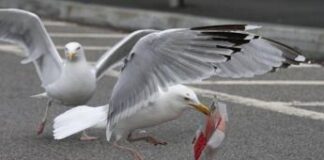 Mostra del cinema, Venezia schiera i falchi contro i gabbiani