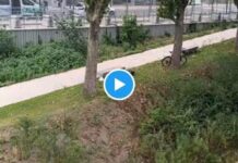 Parigi 2024, villaggio da incubo e si dorme sui prati: “Ma è Ceccon?” – Video Parigi 2024, villaggio da incubo e si dorme sui prati: “Ma è Ceccon? Frame Video