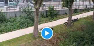 Parigi 2024, villaggio da incubo e si dorme sui prati: “Ma è Ceccon?” – Video Parigi 2024, villaggio da incubo e si dorme sui prati: “Ma è Ceccon? Frame Video