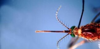 Pediatri, ‘aumentano zanzare e zecche, sale rischio per bambini’