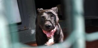 Pitbull accoltellato e ucciso, caccia al colpevole