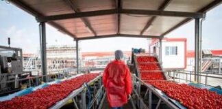 Pomodoro, Mutti: “Campagna difficile da Nord a Sud, in ansia per raccolto”