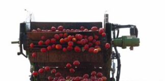 Pomodoro e basilico made in Italy, al via stagione del raccolto Barilla