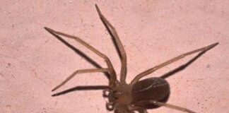 Ragno violino, vespe e calabroni: dove si nascondono in casa, i rischi e cosa fare