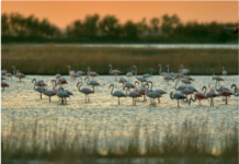 Siti Natura 2000, Corazzari: bando conservazione e valorizzazione biodiversità, un patrimonio da tutelare per le generazioni future Siti Natura 2000 (foto di Archivio Parco Regionale Veneto del Delta del Po)