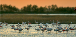 Siti Natura 2000, Corazzari: bando conservazione e valorizzazione biodiversità, un patrimonio da tutelare per le generazioni future Siti Natura 2000 (foto di Archivio Parco Regionale Veneto del Delta del Po)