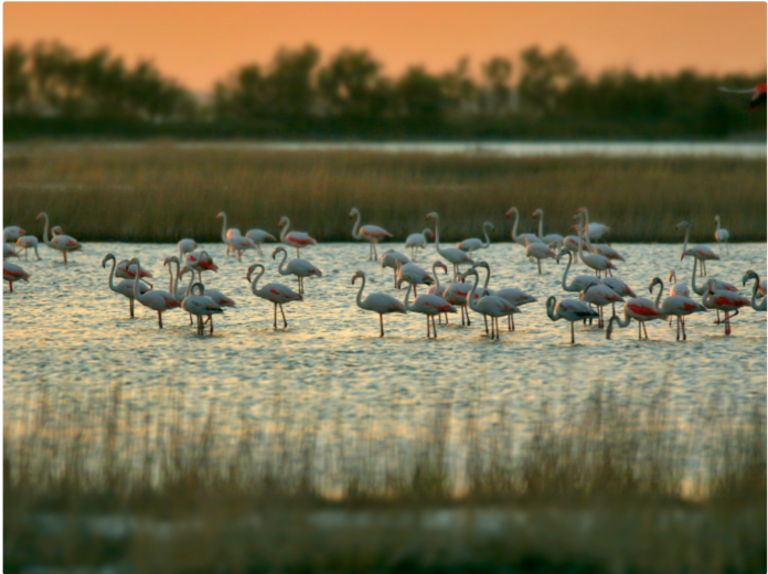 Siti Natura 2000 (foto di Archivio Parco Regionale Veneto del Delta del Po) Siti Natura 2000 (foto di Archivio Parco Regionale Veneto del Delta del Po)