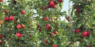 Trentino, partita la raccolta delle mele. Al lavoro fino ad ottobre