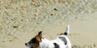 Vacanze al mare con cane, ecco le spiagge italiane più dog friendly