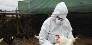 Francia, allerta uova contaminate da Pfas nei pollai domestici francia uova pfas