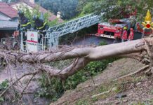 Vigili del fuoco intervengono a Vicenza per albero sradicato e a Pojana per auto in fiamme Vigili del fuoco intervengono per albero sradicato