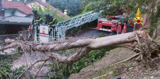 Vigili del fuoco intervengono a Vicenza per albero sradicato e a Pojana per auto in fiamme Vigili del fuoco intervengono per albero sradicato