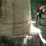 DDL Montagna, meno burocrazia e più chiarezza per i cantieri forestali. De Carlo: “Velocizzare i lavori e aiutare le imprese” Emendamento De Carlo a DDL Montagna, servizio su TeleBelluno