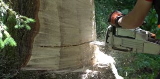 DDL Montagna, meno burocrazia e più chiarezza per i cantieri forestali. De Carlo: “Velocizzare i lavori e aiutare le imprese” Emendamento De Carlo a DDL Montagna, servizio su TeleBelluno