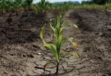 Agricoltura veneta sotto pressione tra GDO, fotovoltaico e insetti alieni: i consiglieri invocano interventi urgenti a tutela del settore primario Agricoltura veneta minacciata