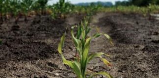 Agricoltura veneta sotto pressione tra GDO, fotovoltaico e insetti alieni: i consiglieri invocano interventi urgenti a tutela del settore primario Agricoltura veneta minacciata