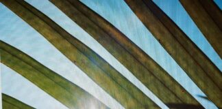 L’impatto ambientale dei biocarburanti: una soluzione sostenibile? Su VicenzaPiù Viva n. 9 Biocarburanti e impatto ambientale