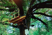 Boschi e resistenza: i casi Lanerossi e Ca’ Alte a Vicenza Bosco Lanerossi