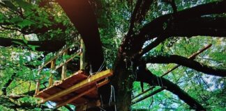 Boschi e resistenza: i casi Lanerossi e Ca’ Alte a Vicenza Bosco Lanerossi