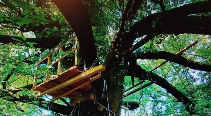 Bosco ex Lanerossi salvato: accordo tra Iricav due e Comune. Possamai: «Un presidio di biodiversità che da oggi diventa pubblico» Bosco Lanerossi