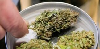 Cannabis, Tar Lazio sospende il decreto del governo sul Cbd