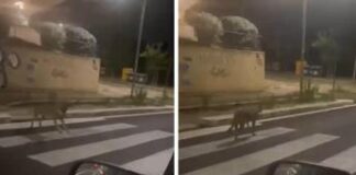 Catturato lupo avvistato a Porta di Roma, avrebbe aggredito bimbo in un parco