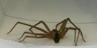 Consulcesi, online corso su ragno violino, punture insetti e morsi serpenti