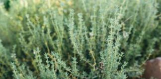 Covid, timo ‘scudo’ contro danni polmonari a lungo termine, studio italiano