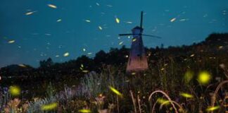 Dalla luce delle lucciole una speranza per l’epilessia resistente ai farmaci