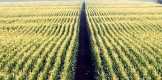 ‘Futuro Fiorito’, progetto di Findus con 3Bee per monitorare la biodiversità nei campi