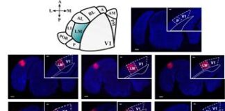Le aree visive superiori del cervello influiscono sulla percezione della realtà