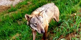 Catturata la ‘Lupa del Piave’: assessore alla Caccia del Veneto Cristiano Corazzari invoca il declassamento del lupo da specie protetta Lupa del Piave