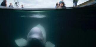 Norvegia, trovata morta Hvaldimir: la balena beluga presunta ‘spia’ della Russia