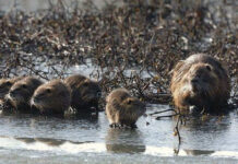 Disastri alluvionali, per Zaia i colpevoli sono nutrie, tassi, istrici e volpi. La replica di OIPA sulle vere cause Nutrie, per l'OIPA non sono causa degli effetti alluvionali come sostiene Zaia