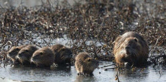 Disastri alluvionali, per Zaia i colpevoli sono nutrie, tassi, istrici e volpi. La replica di OIPA sulle vere cause Nutrie, per l'OIPA non sono causa degli effetti alluvionali come sostiene Zaia