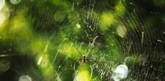 Ragni, il segreto nelle zanne