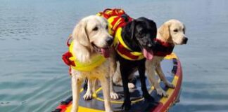 Sics, cani salvataggio sempre pronti per salvare vite ma l’impegno non si ferma in inverno