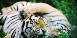 Tigre tenta di sbranare l’addestratrice, panico al parco divertimenti