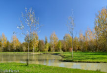 Euganea Film Festival 2024, due giorni di eventi anche sui colli Berici: tappe a Sossano e Villaga Euganea Film Festival a Sossano