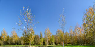 Euganea Film Festival 2024, due giorni di eventi anche sui colli Berici: tappe a Sossano e Villaga Euganea Film Festival a Sossano