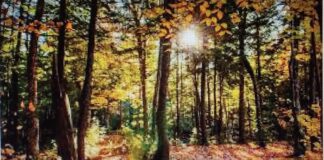 È possibile combattere lo stress? Come percepisce lo stress il nostro corpo? I rimedi possibili: riscoprire il benessere abbracciando la natura combattere stress