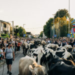 “Transumando: vieni, scopri e gusta”, torna a Bressanvido l’evento delle tre manifestazioni storiche del territorio transumando bressanvido