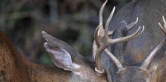 Abruzzo, caccia ai cervi sospesa fino a 7 novembre: soddisfazione animalisti