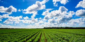 Agricoltura, Farming for Future: su quella biologica bene monito Corte dei Conti europea